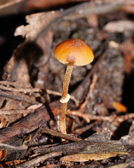Conocybe filaris