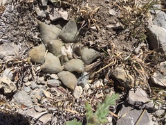Ariocarpus retusus retusus