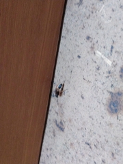 Sceliphron coromandelicum