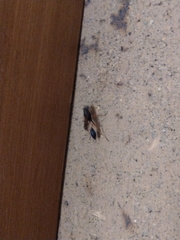 Sceliphron coromandelicum