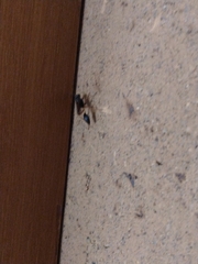 Sceliphron coromandelicum