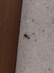 Sceliphron coromandelicum