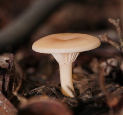 Singerocybe clitocyboides