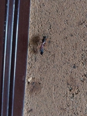 Sceliphron coromandelicum