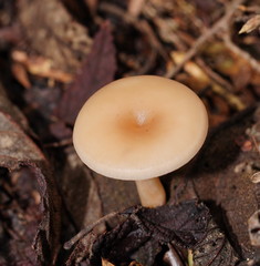 Singerocybe clitocyboides
