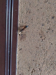 Sceliphron coromandelicum