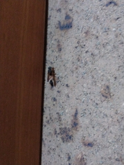 Sceliphron coromandelicum