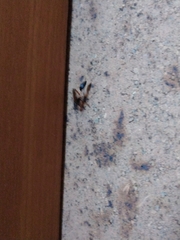 Sceliphron coromandelicum