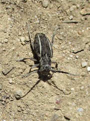 Neodorcadion bilineatum