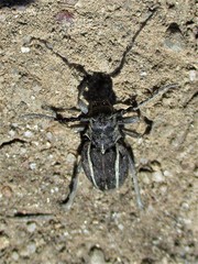 Neodorcadion bilineatum