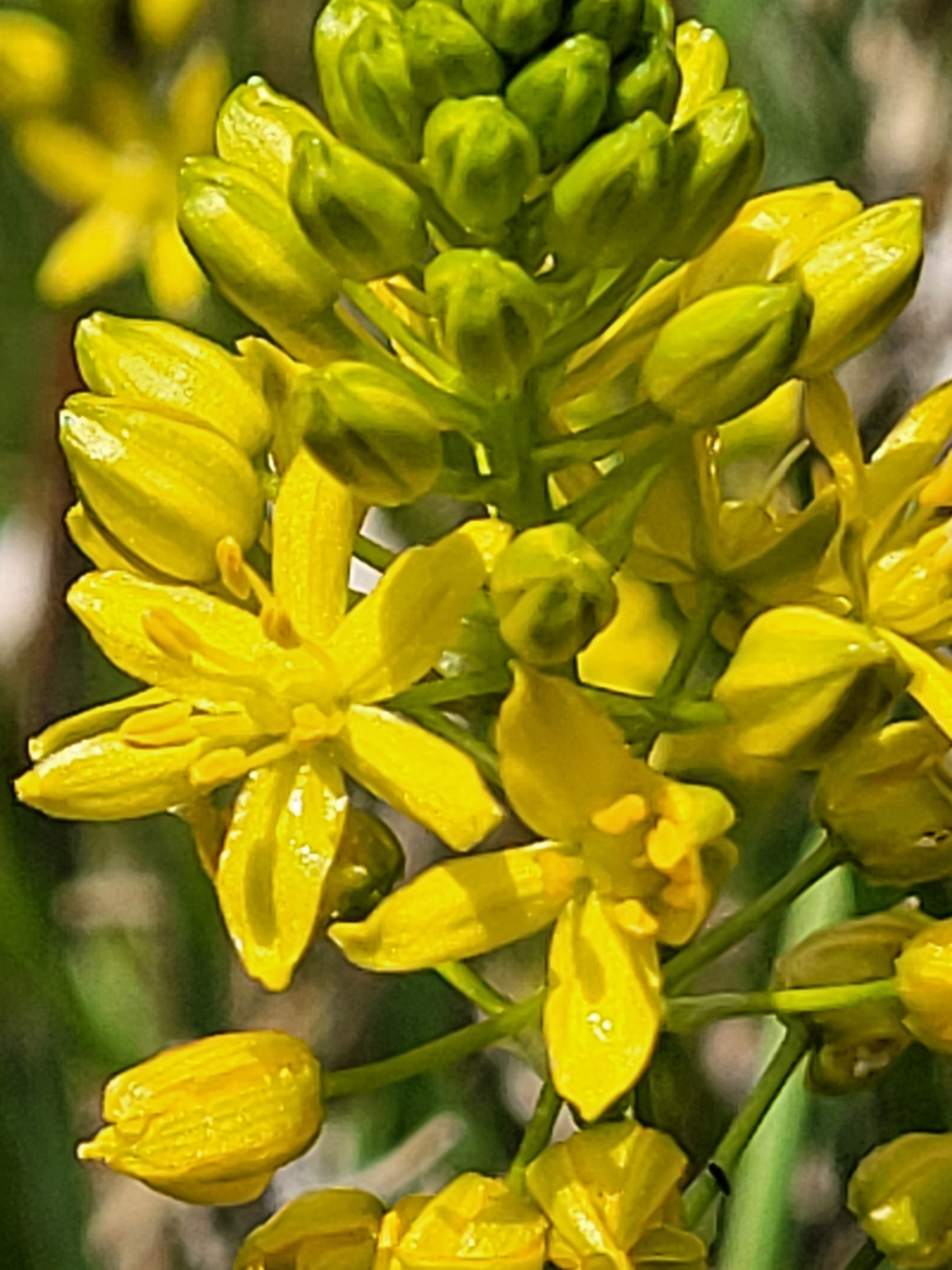 Schoenolirion croceum