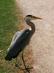 Ardea cinerea