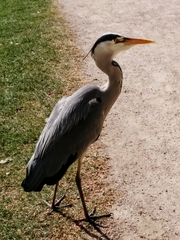 Ardea cinerea