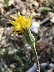 Takhtajaniantha austriaca