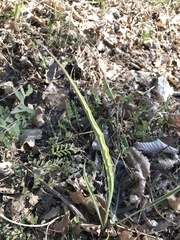 Takhtajaniantha austriaca