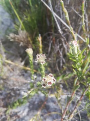 Phyliceae
