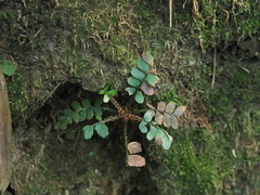 Polystichum biaristatum