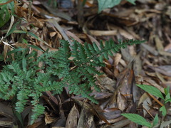 Dryopteris formosana