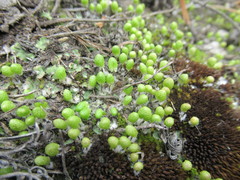 Asterella saccata
