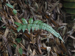 Polystichum biaristatum