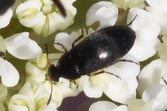 Anaspidinae