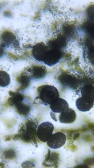 Phaeoceros carolinianus