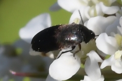 Anaspidinae
