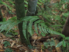Polystichum biaristatum