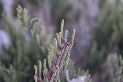 Arthrocaulon macrostachyum