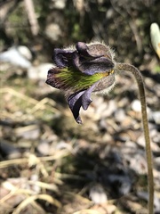 Pulsatilla montana