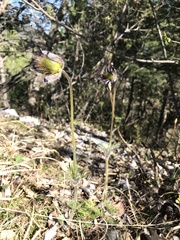 Pulsatilla montana