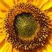 Sunflowers and Allies - Photo (c) böhringer friedrich, some rights reserved (CC BY-SA)