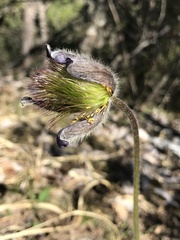 Pulsatilla montana