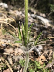 Pulsatilla montana
