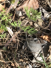 Pulsatilla montana