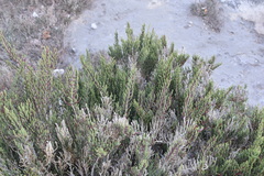 Arthrocaulon macrostachyum