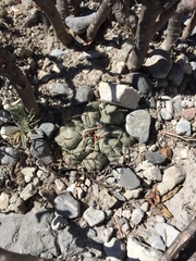Thelocactus hexaedrophorus hexaedrophorus