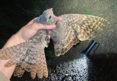 Caprimulgus vexillarius