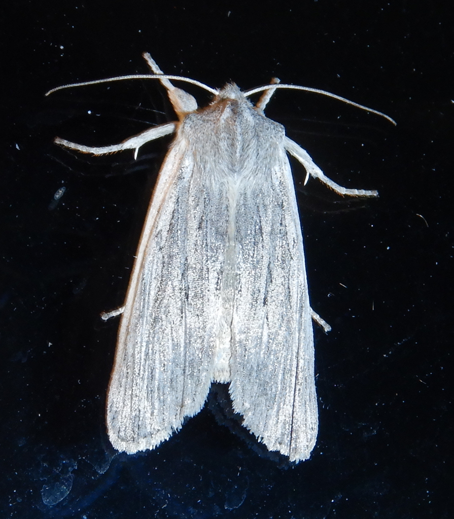 Hoary Pinion and Allies