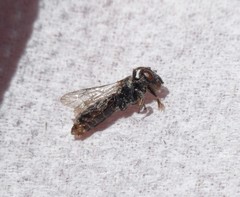 Anthrenoides
