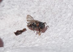 Anthrenoides