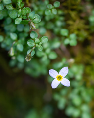 Houstonia serpyllifolia