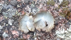 Umbilicaria hirsuta