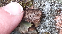 Umbilicaria hirsuta
