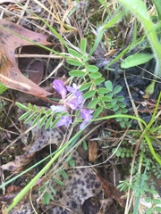 Astragalus distortus engelmannii