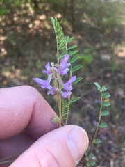 Astragalus distortus engelmannii