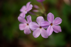 Phlox carolina