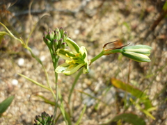 Albuca suaveolens