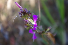 Dicliptera tomentosa