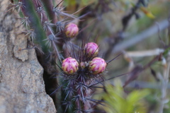 Corryocactus squarrosus